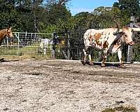 family-horse-quarter