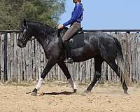 weaver-gelding