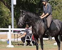 aqha-quarter-horse