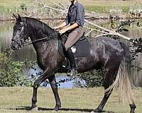 aqha-gelding-quarter-horse