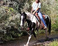 ranch-work-quarter-horse