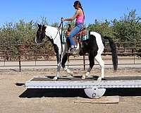 beginner-quarter-horse