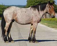 bay-roan-none-horse