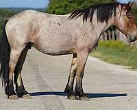 quarter-horse