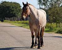 family-horse-quarter