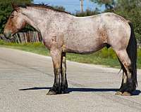 percheron-quarter-horse