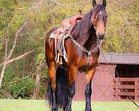 bay-roan-none-horse