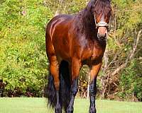 athletic-quarter-horse