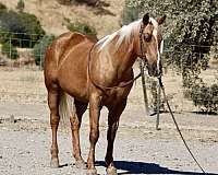 beginner-safe-quarter-horse