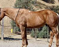 palomino-star-horse