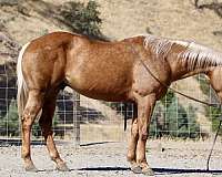 quarter-horse