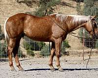 ranch-work-quarter-horse