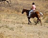 husband-safe-quarter-horse