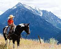 family-horse-quarter