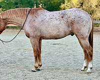 red-roan-blaze-horse