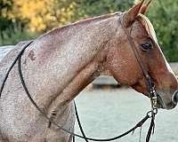 beginner-safe-quarter-horse