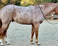 ranch-work-quarter-horse