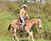 ranch-work-quarter-horse