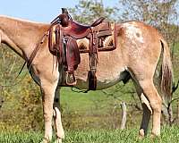 red-roan-blaze-horse