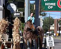 ranch-work-quarter-horse