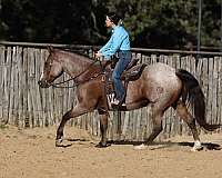 athletic-quarter-horse