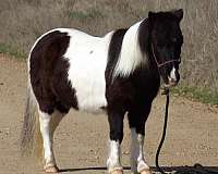 ranch-work-quarter-horse