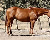 ranch-work-quarter-horse