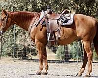 athletic-quarter-horse