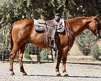 beginner-quarter-horse