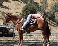 ranch-quarter-horse