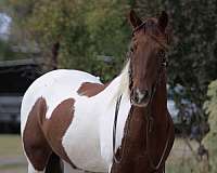 quarter-horse