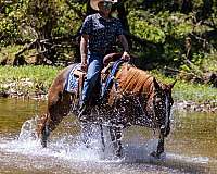 aqha-quarter-horse