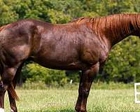 athletic-quarter-horse