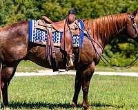 barrel-prospect-quarter-horse