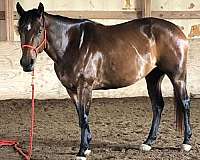 lead-line-mare-broodmare