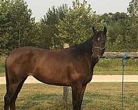 aqha-quarter-horse