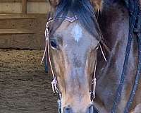 broodmare-quarter-horse