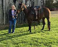 bay-quarter-horse-mare