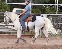 white-with-grey-paint-markings-horse