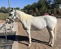 grey-white-with-paint-markings-horse