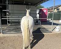 lope-gypsy-vanner-horse