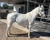 poles-gypsy-vanner-horse