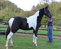 4-white-stockings-horse