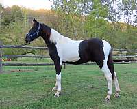 tobiano-4-white-stockings-horse