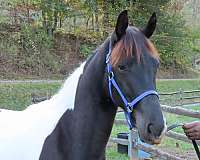 all-around-tennessee-walking-horse