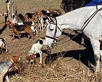 ihr-irish-draught-gelding