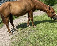 lots-of-hair-quarter-horse