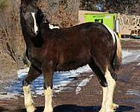 black-four-high-white-socks-horse