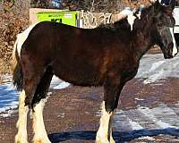 all-vaccines-draft-horse