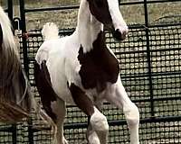 pinto-wide-white-blaze-4-stockings-horse